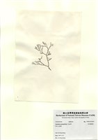 藏品(傘房龍鬚菜)的圖片